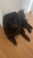 Cachorro raça Chow Chow idade 1 ano nome Batmam 