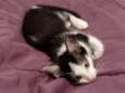 Mel