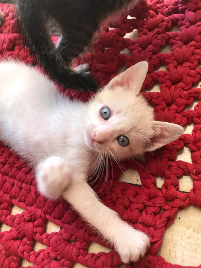 Gato ra a  idade Abaixo de 2 meses nome Sem nome 