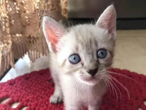 Gato raça  idade Abaixo de 2 meses nome Sem nome 