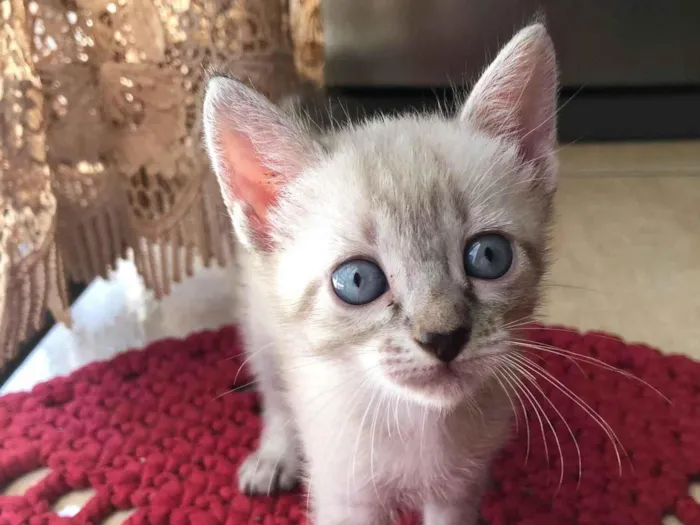 Gato ra a  idade Abaixo de 2 meses nome Sem nome 