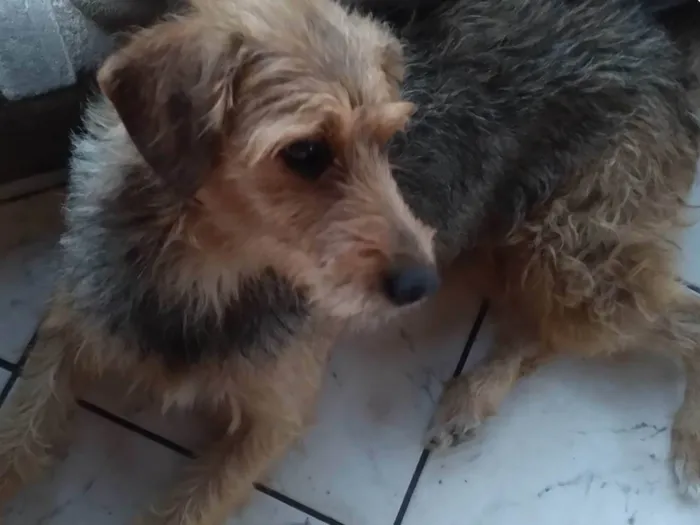 Cachorro ra a SRD-ViraLata idade 6 ou mais anos nome Farinha