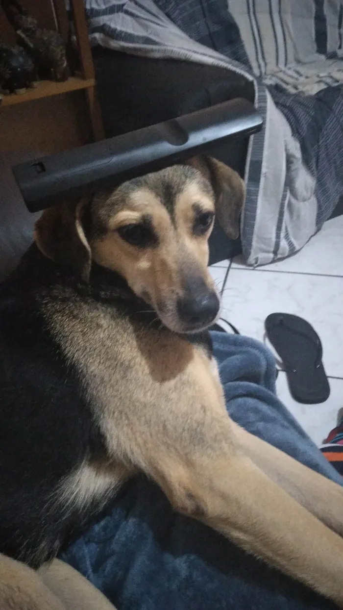 Cachorro ra a SRD-ViraLata idade 6 ou mais anos nome Pharah