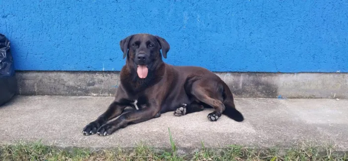 Cachorro ra a SRD-ViraLata idade 4 anos nome Bradok