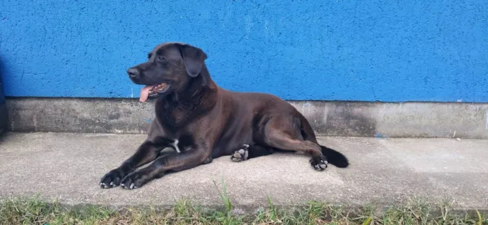 Cachorro ra a SRD-ViraLata idade 4 anos nome Bradok