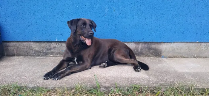 Cachorro ra a SRD-ViraLata idade 4 anos nome Bradok