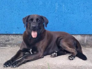 Cachorro raça SRD-ViraLata idade 4 anos nome Bradok