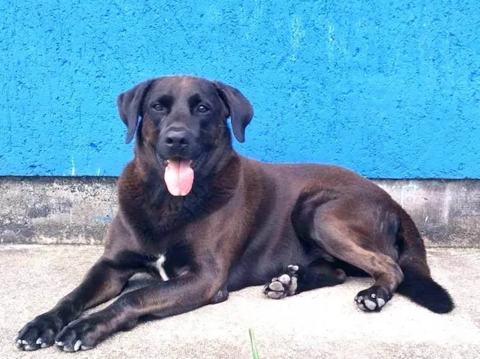 Cachorro ra a SRD-ViraLata idade 4 anos nome Bradok