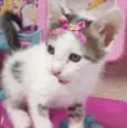 Mel