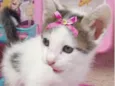 Mel
