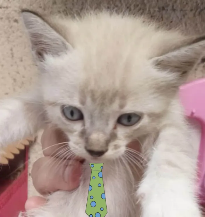 Gato ra a Mestico  idade 2 a 6 meses nome Nino 