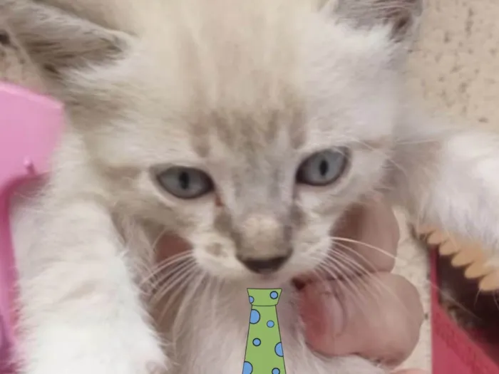 Gato ra a Mestico  idade 2 a 6 meses nome Nino 