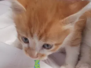 Gato raça Mestico  idade 2 a 6 meses nome Felix 