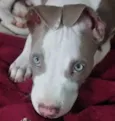 Apolo 