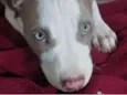 Apolo 