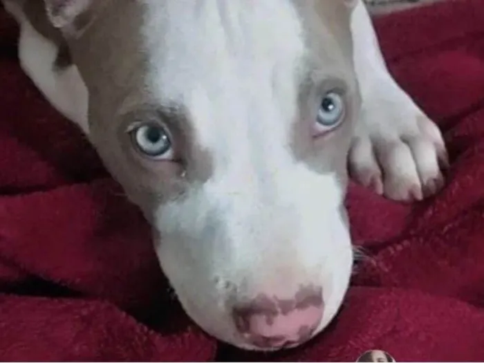 Cachorro ra a Mestico  idade 2 a 6 meses nome Apolo 