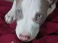 Apolo 