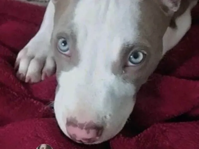 Cachorro ra a Mestico  idade 2 a 6 meses nome Apolo 
