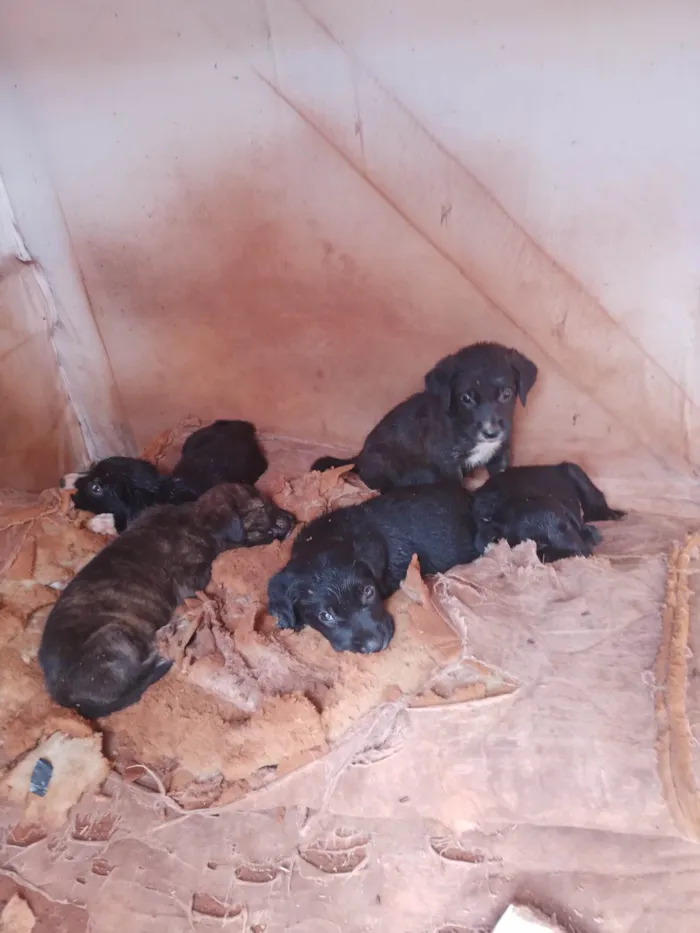 Cachorro raça Labrador/ burrilher  idade 2 a 6 meses nome Sem nome ainda 