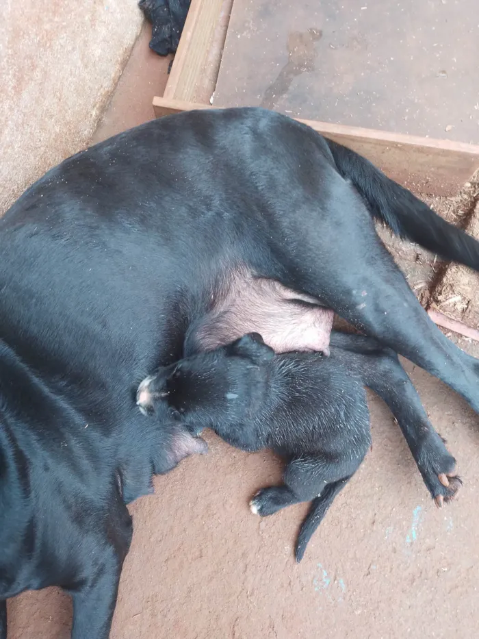 Cachorro raça Labrador/ burrilher  idade 2 a 6 meses nome Sem nome ainda 