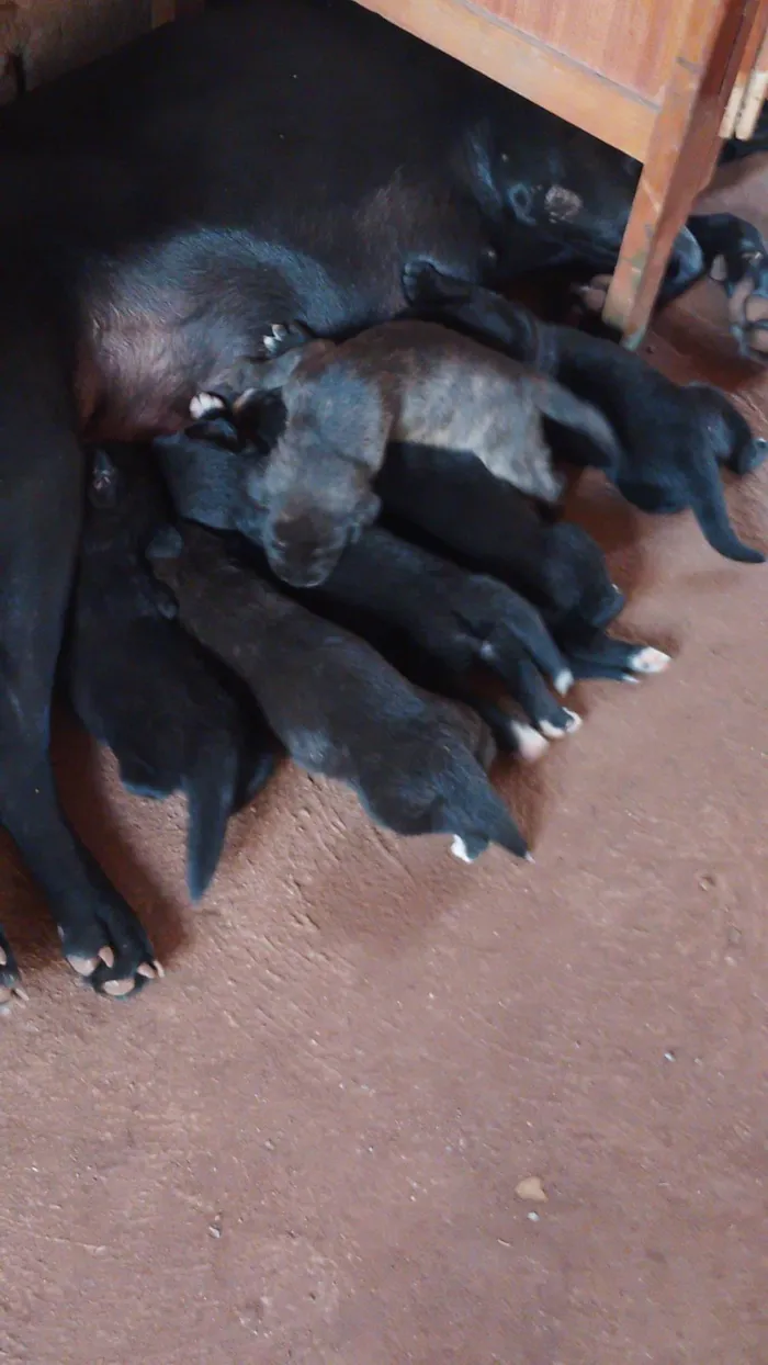Cachorro raça Labrador/ burrilher  idade 2 a 6 meses nome Sem nome ainda 
