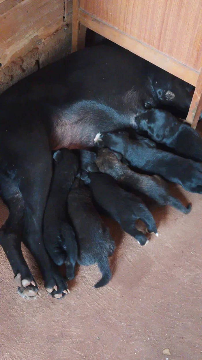 Cachorro raça Labrador/ burrilher  idade 2 a 6 meses nome Sem nome ainda 