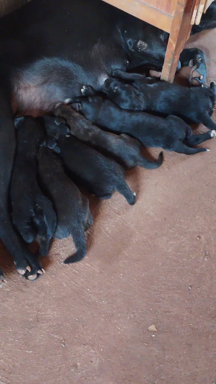 Cachorro raça Labrador/ burrilher  idade 2 a 6 meses nome Sem nome ainda 