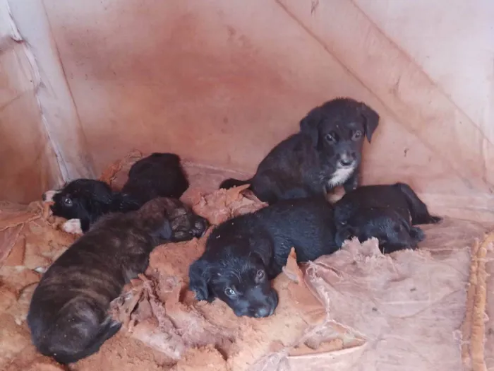 Cachorro raça Labrador/ burrilher  idade 2 a 6 meses nome Sem nome ainda 