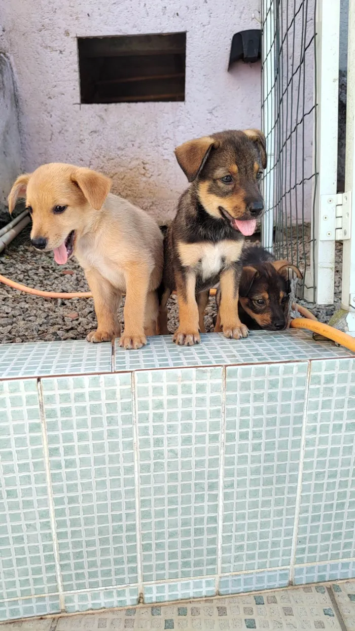 Cachorro ra a SRD-ViraLata idade Abaixo de 2 meses nome Ainda não tem nome 