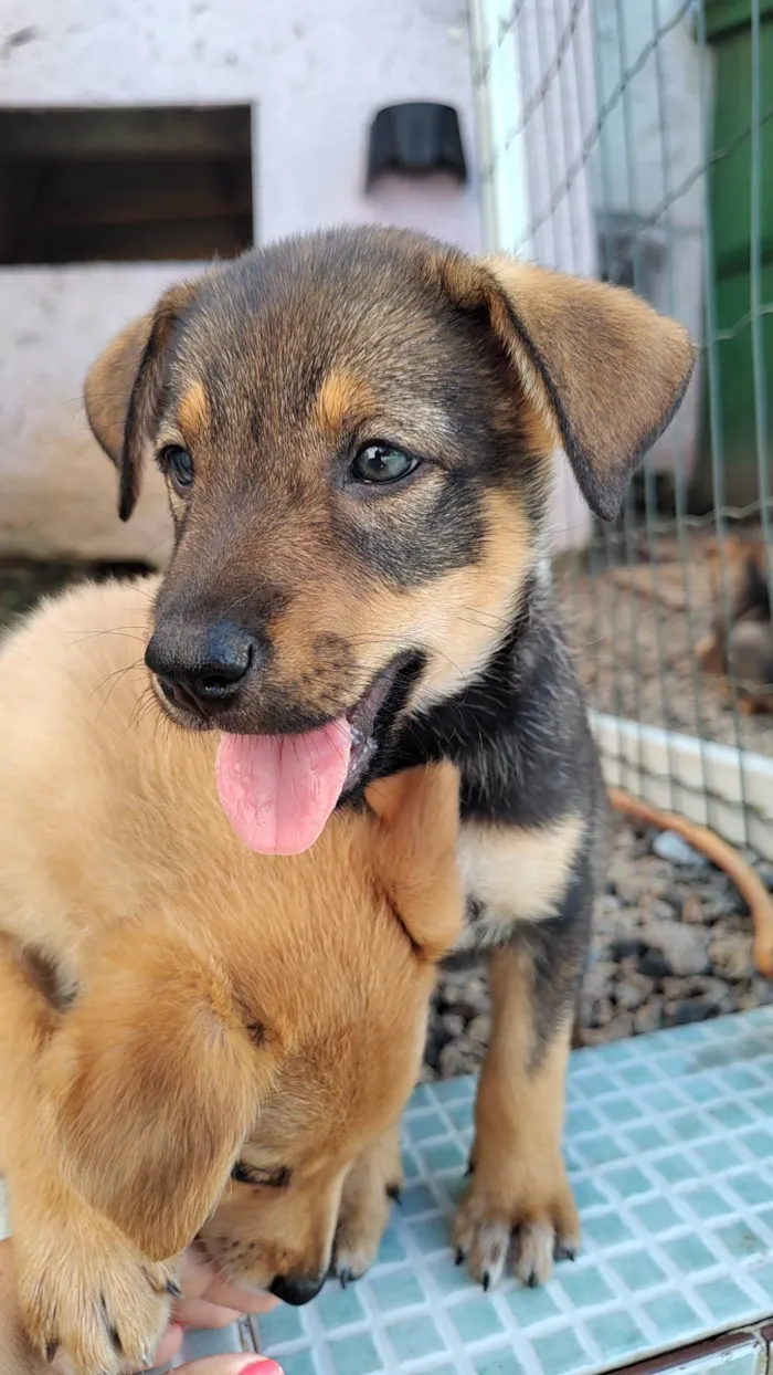 Cachorro ra a SRD-ViraLata idade Abaixo de 2 meses nome Ainda não tem nome 