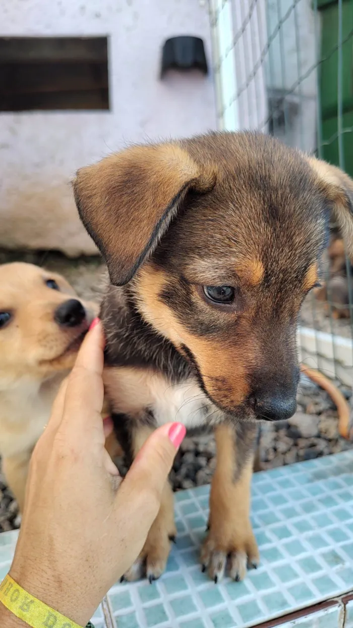 Cachorro ra a SRD-ViraLata idade Abaixo de 2 meses nome Ainda não tem nome 
