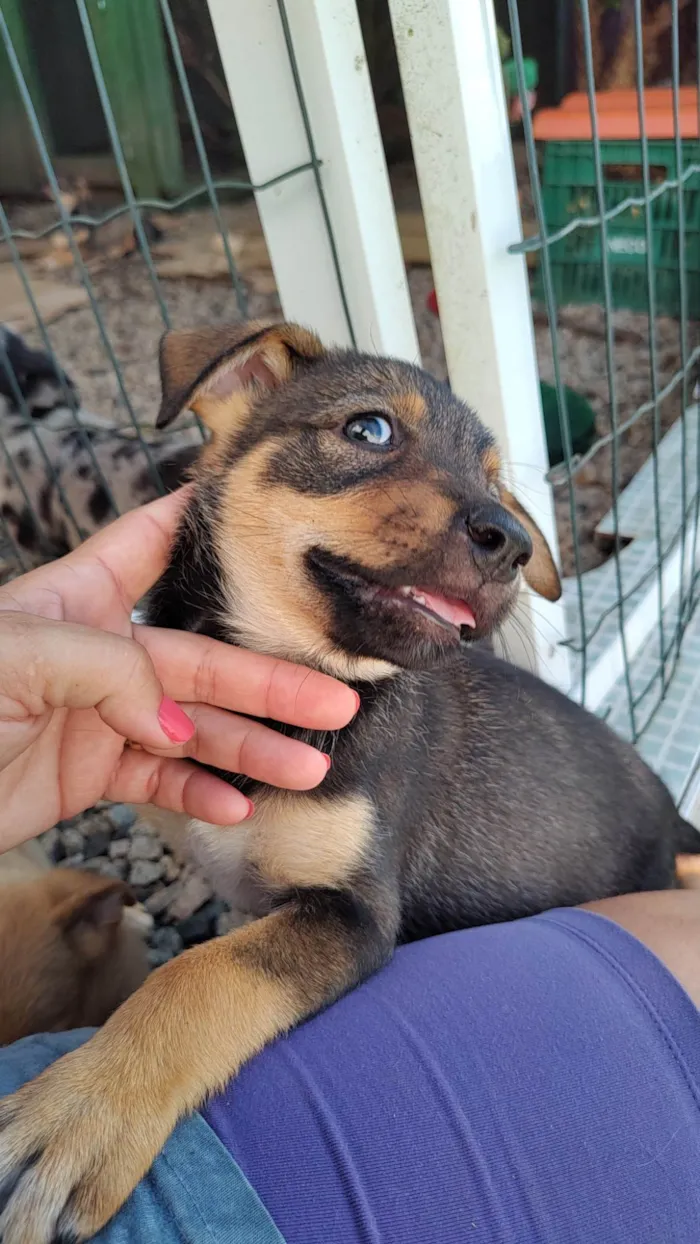 Cachorro ra a SRD-ViraLata idade Abaixo de 2 meses nome Ainda não tem nome 
