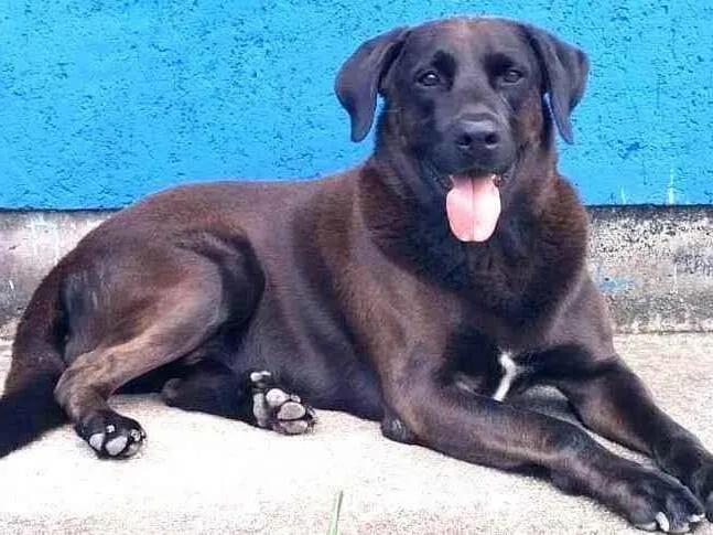 Cachorro ra a SRD-ViraLata idade 4 anos nome Bradok