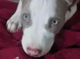 Apolo 