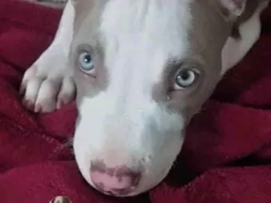Cachorro raça Mestico  idade 2 a 6 meses nome Apolo 