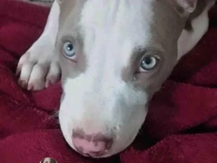 Cachorro ra a Mestico  idade 2 a 6 meses nome Apolo 