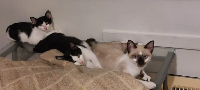 Gato ra a SRD-ViraLata idade 2 a 6 meses nome Filhotes