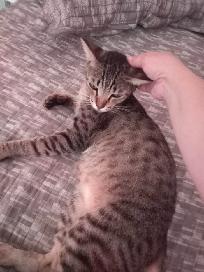 Gato ra a SRD idade 2 anos nome Leon