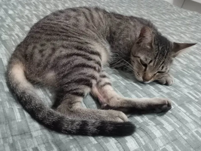 Gato ra a SRD idade 2 anos nome Leon