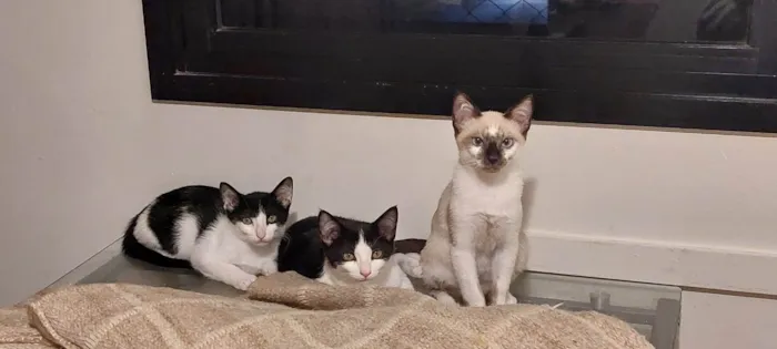 Gato ra a SRD-ViraLata idade 2 a 6 meses nome Filhotes