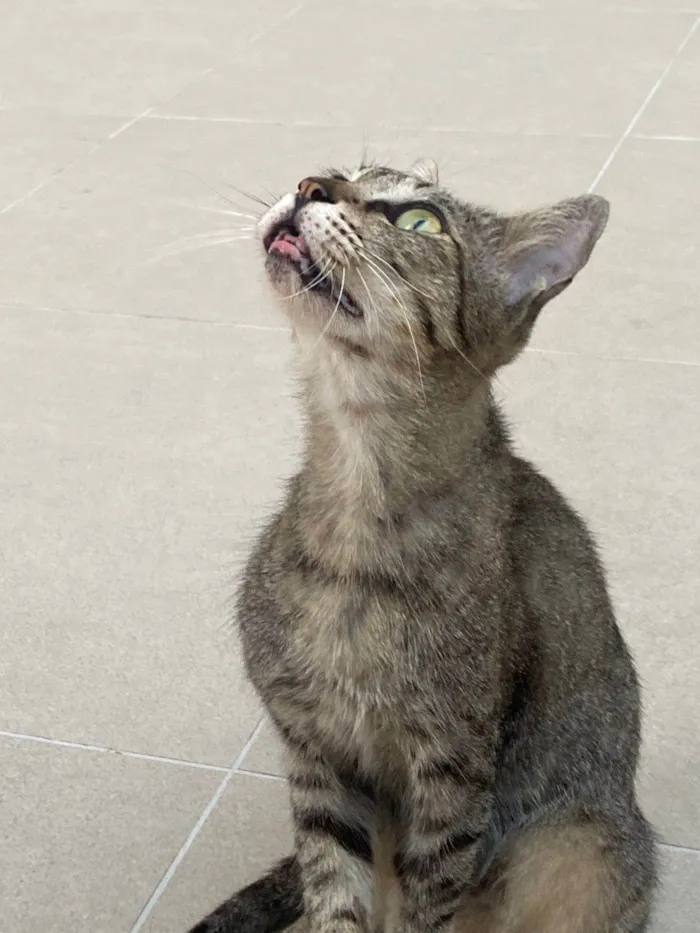 Gato ra a SRD idade 2 anos nome Leon