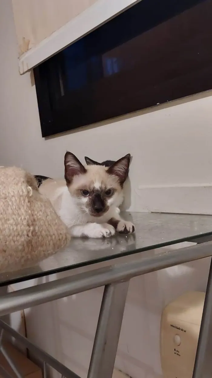 Gato ra a SRD-ViraLata idade 2 a 6 meses nome Filhotes