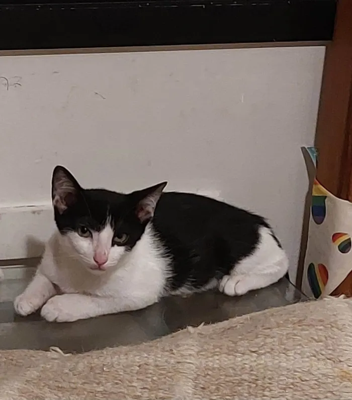 Gato ra a SRD-ViraLata idade 2 a 6 meses nome Filhotes