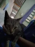 Gato raça SRD-ViraLata idade 2 a 6 meses nome Gigi e ton