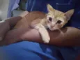Gato raça SRD-ViraLata idade 2 a 6 meses nome Gigi e ton