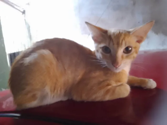 Gato raça SRD-ViraLata idade 2 a 6 meses nome Gigi e ton