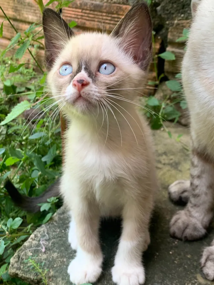 Gato ra a Sem raça definida  idade 2 a 6 meses nome Gatinha 