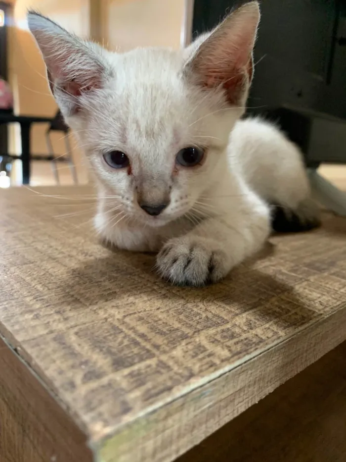 Gato ra a Sem raça definida  idade 2 a 6 meses nome Gatinha 