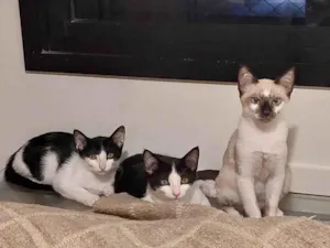 Gato raça SRD-ViraLata idade 2 a 6 meses nome Filhotes