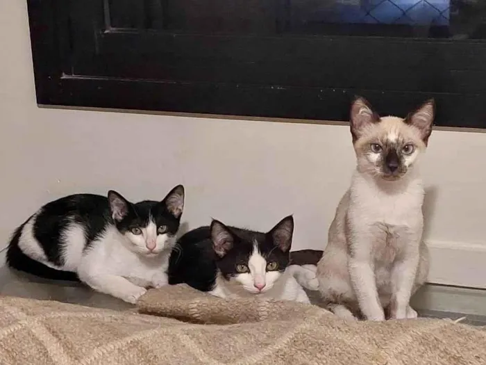 Gato ra a SRD-ViraLata idade 2 a 6 meses nome Filhotes